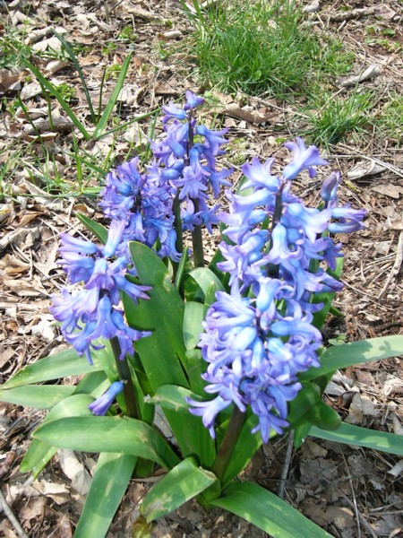 Blue Flowers 1.JPG